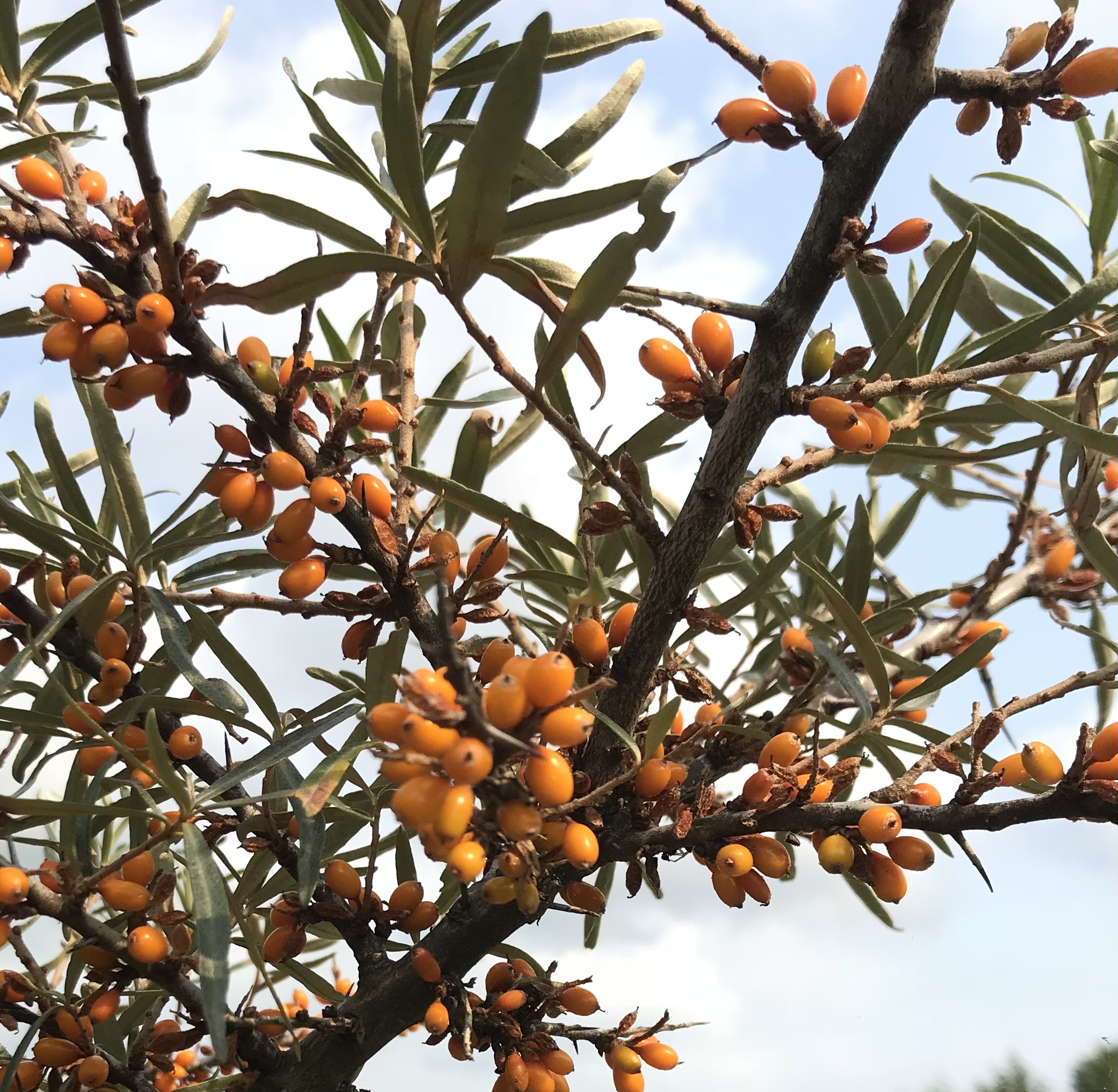 Sea Buckthorn