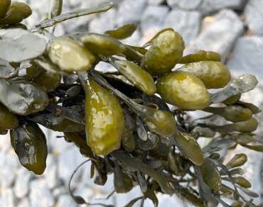 Microplastic as liquid polymers in skincare