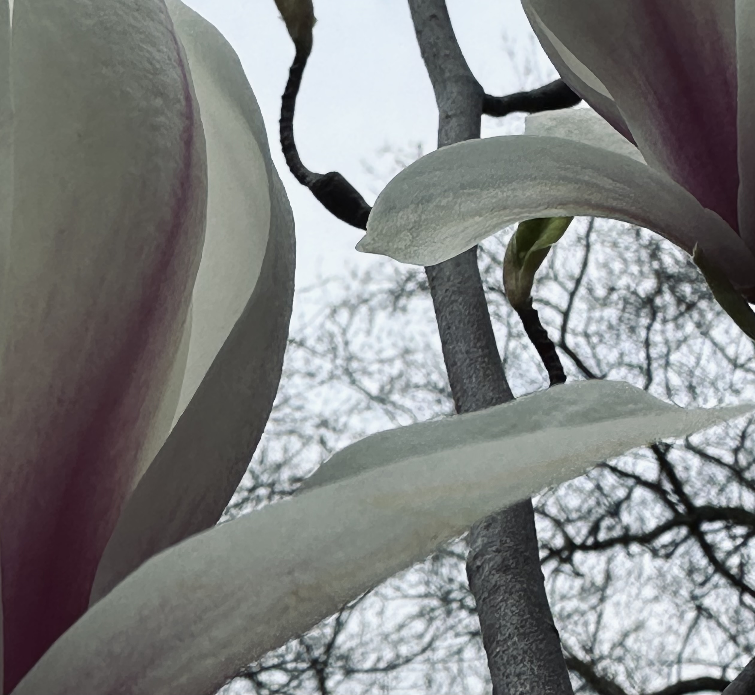 Magnolia bark extract
