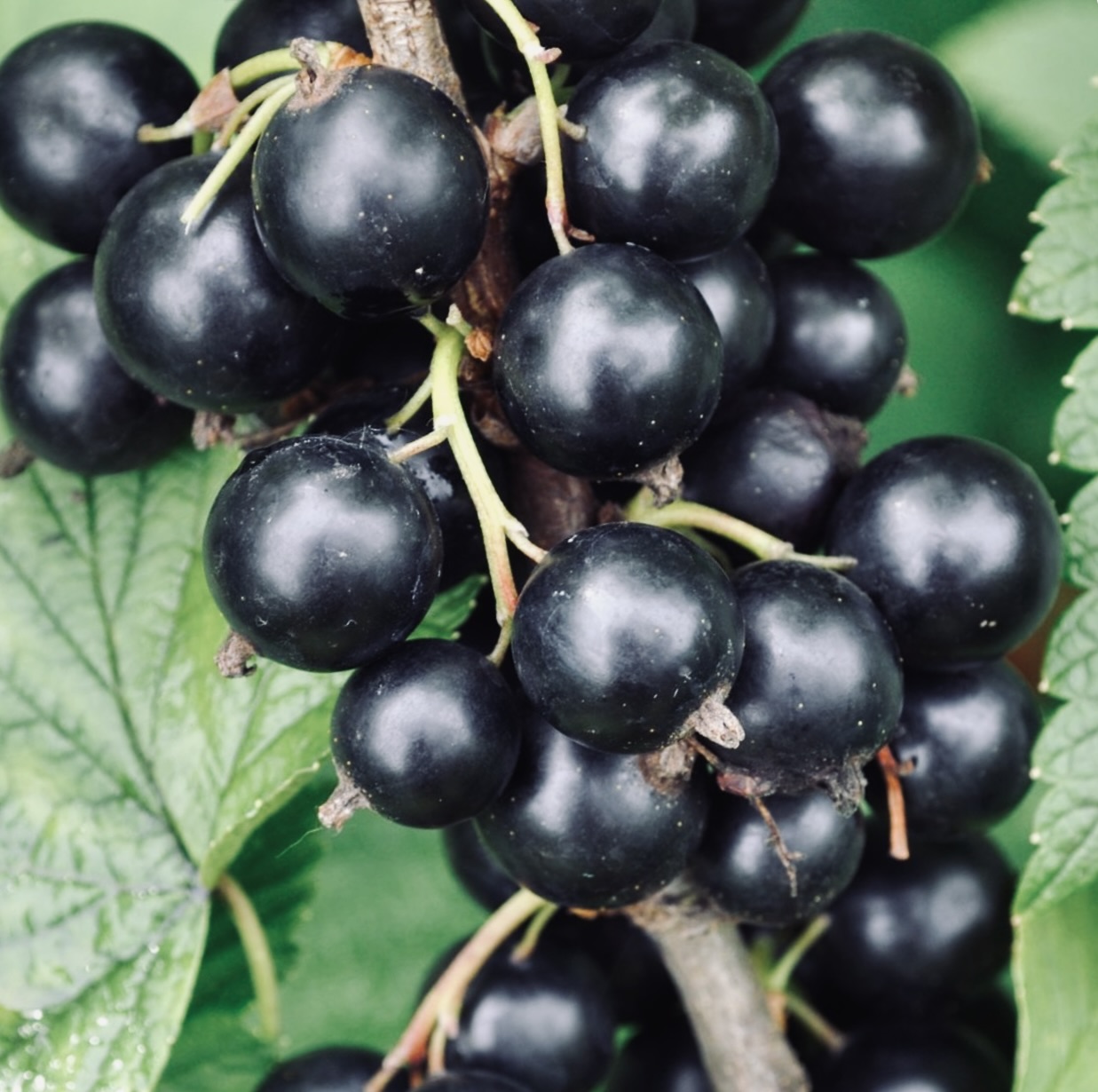 Black Currant