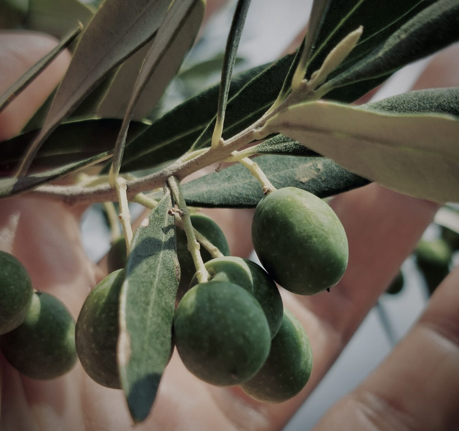 Olive oil / Sodium Olivate