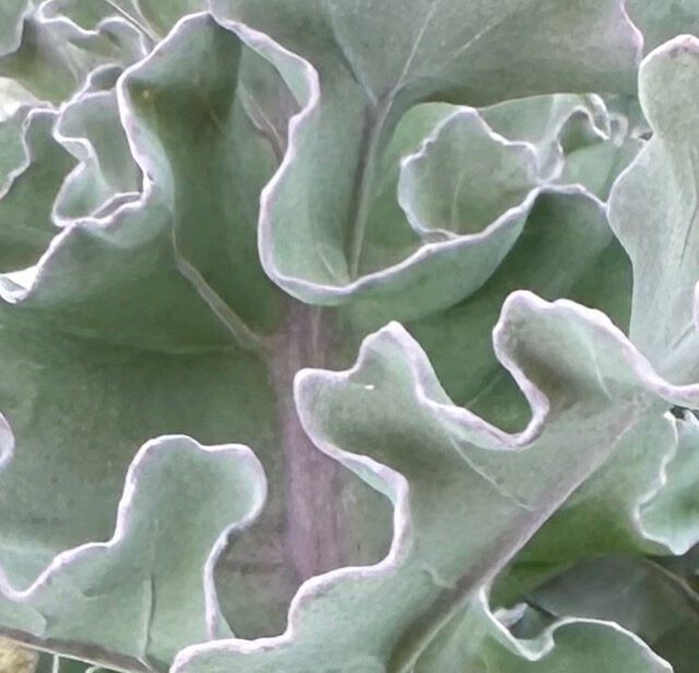 Blue Sea Kale