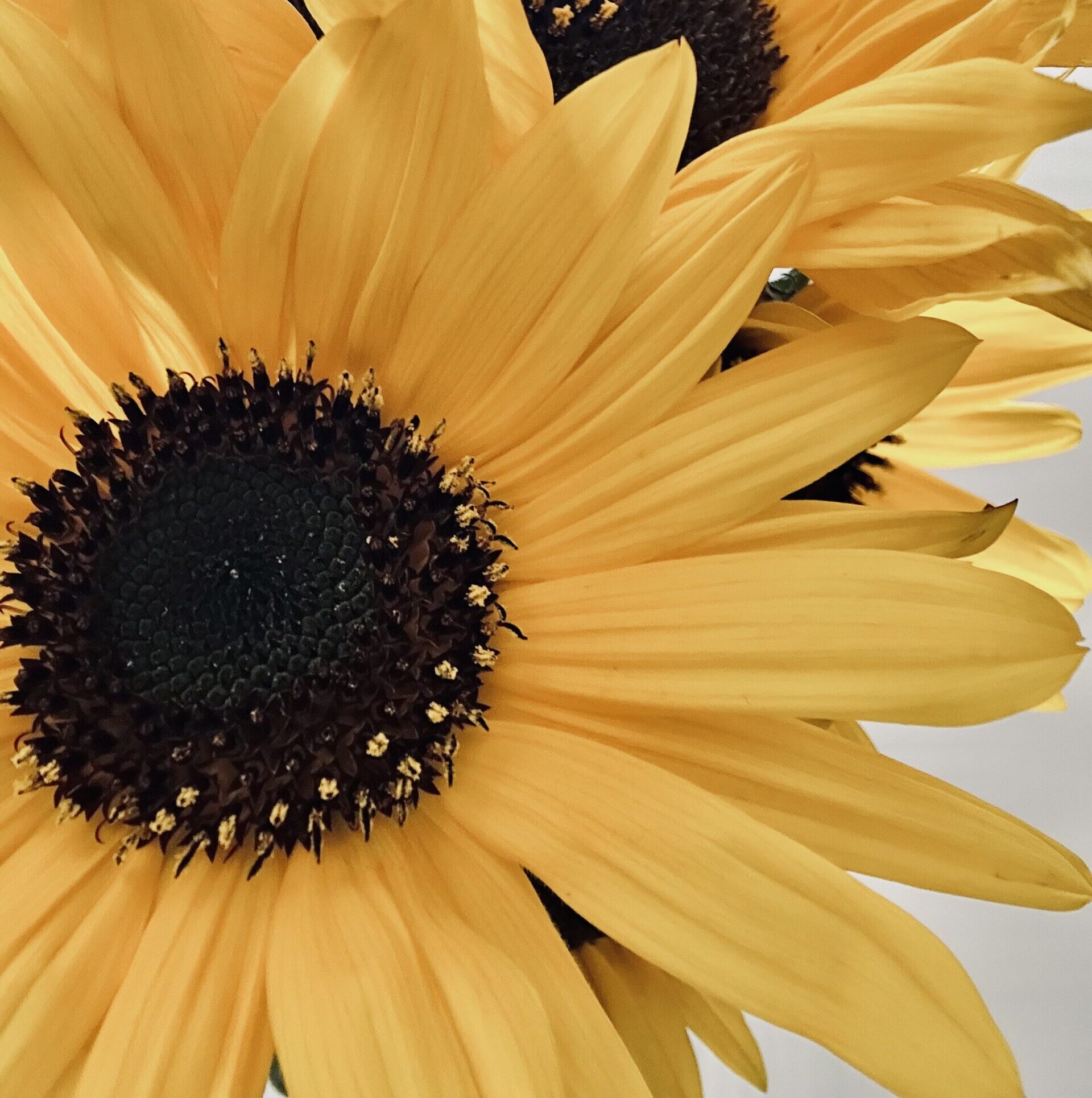 Sunflower seed oil