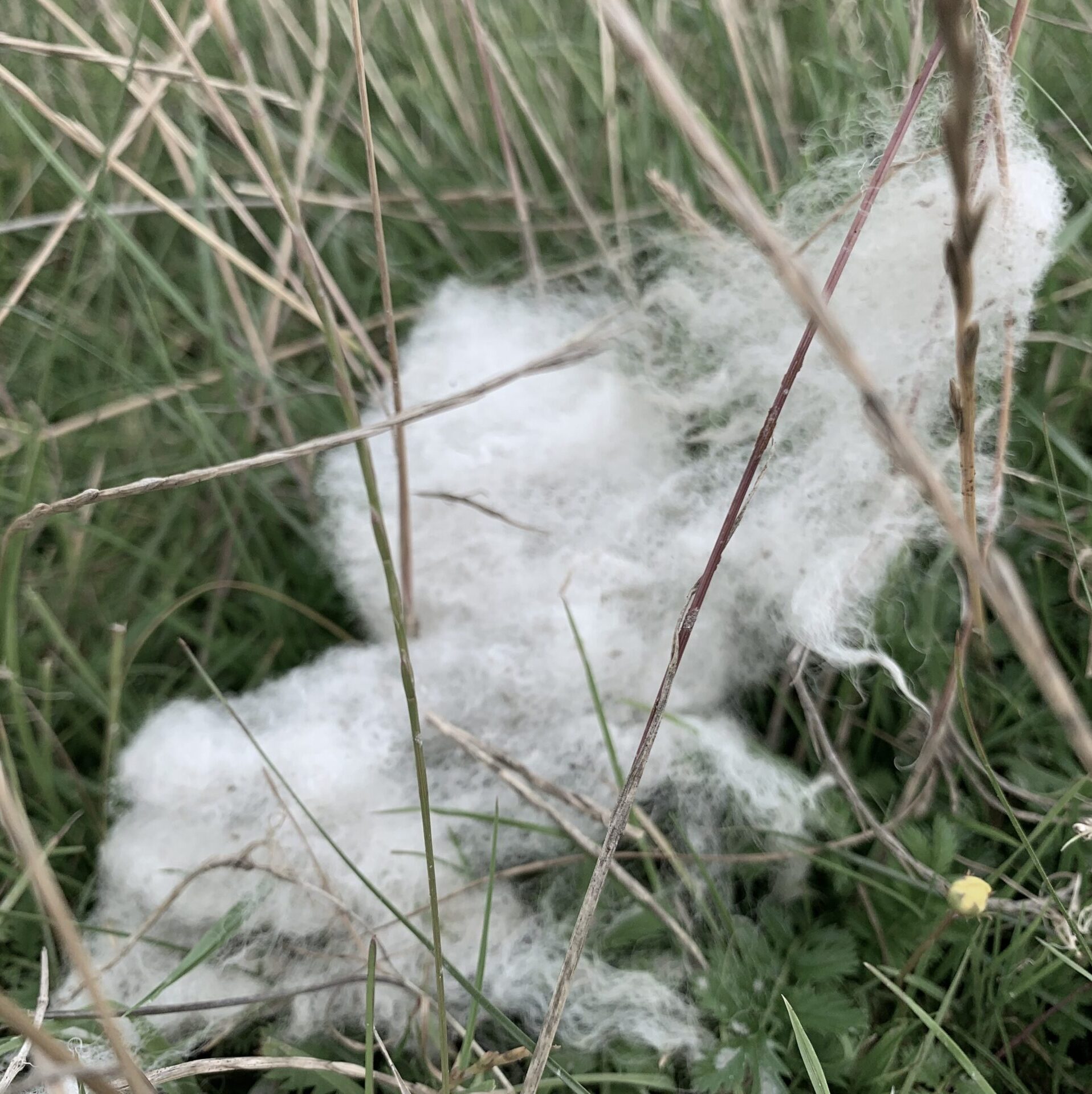 Friesian wool