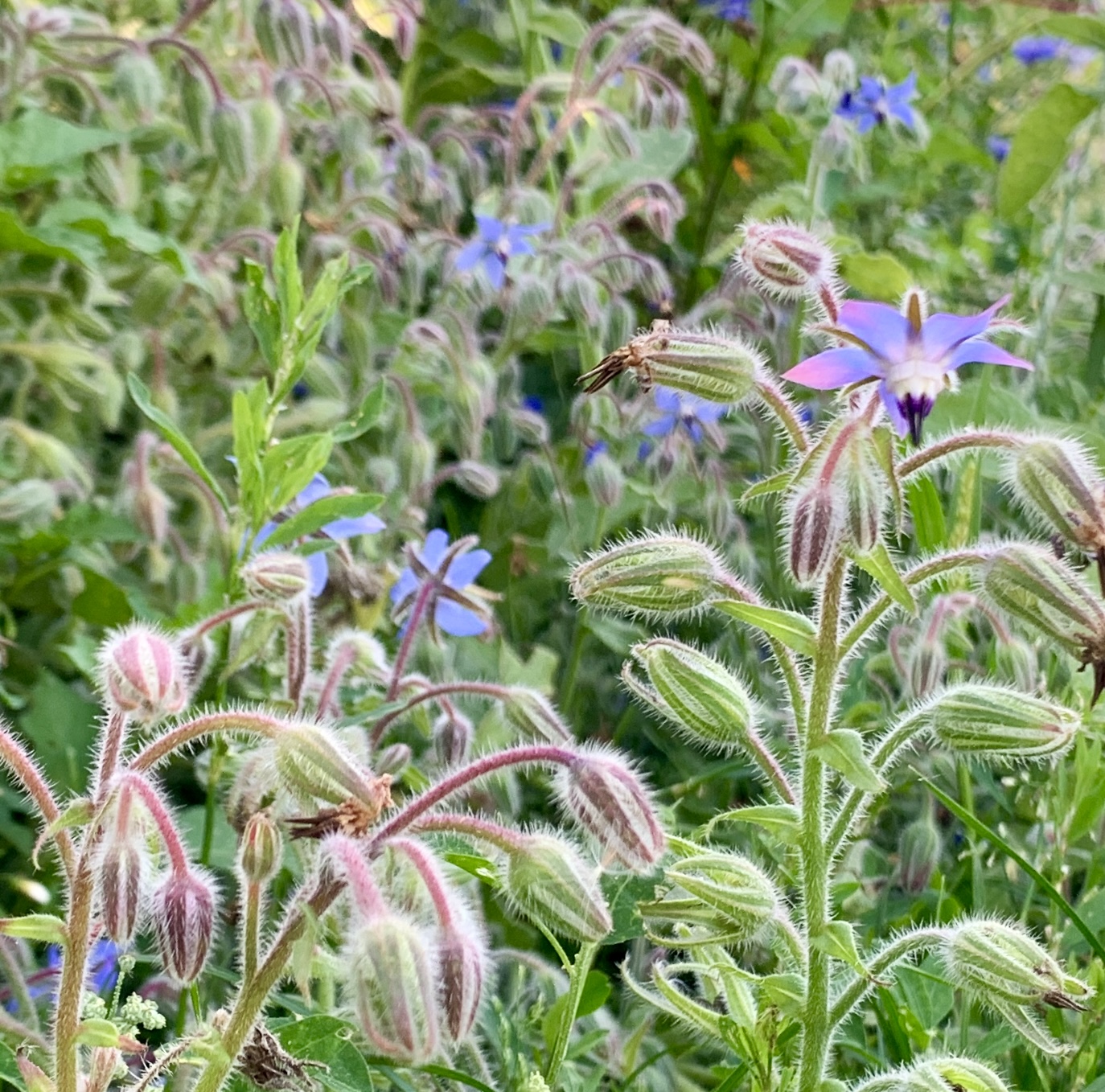 Borage seed oil
