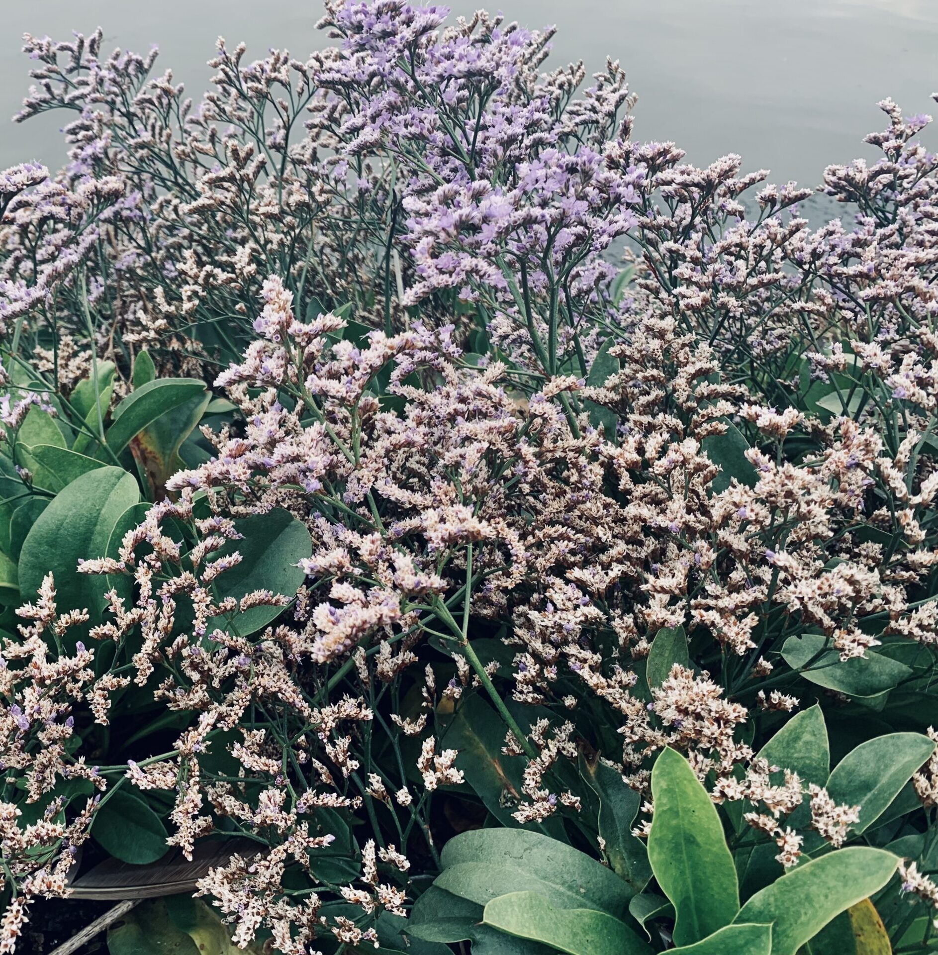 Sea Lavender