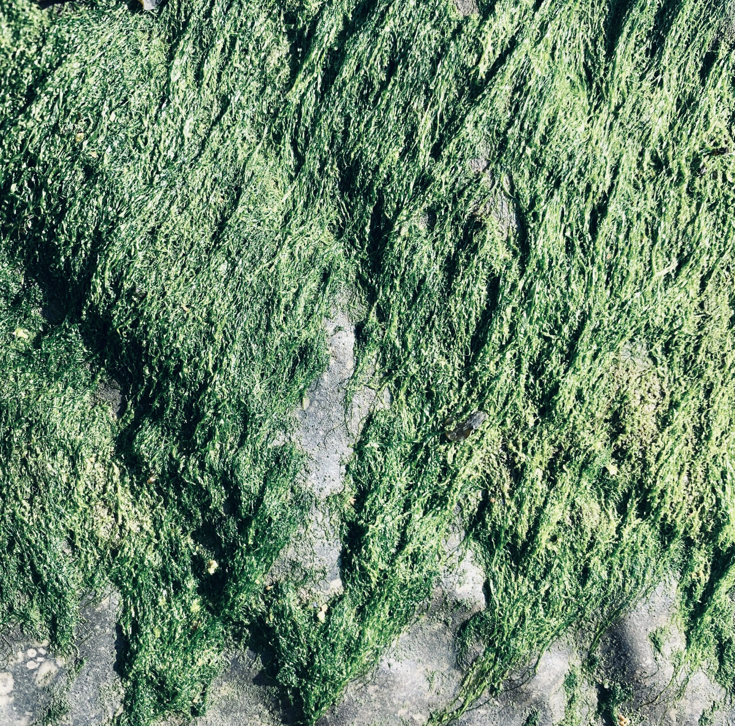 Algae & microplants
