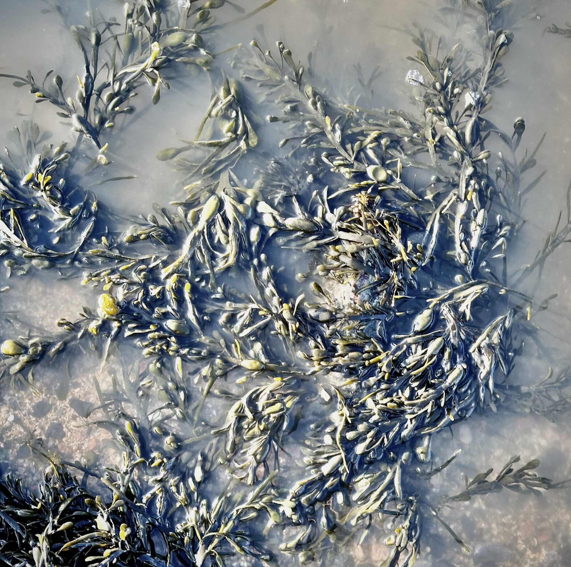 Seaweed