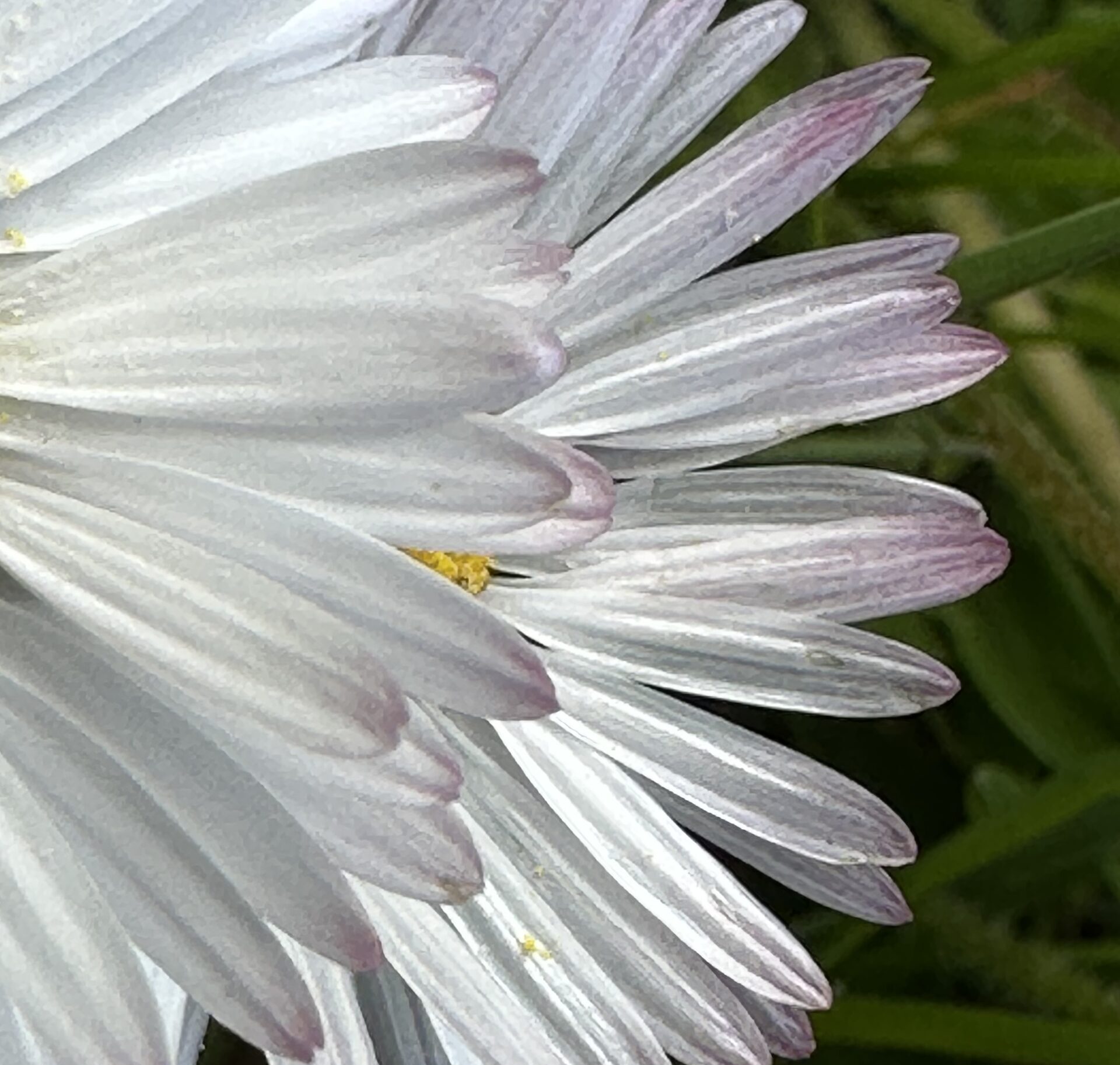 Lawn Daisy