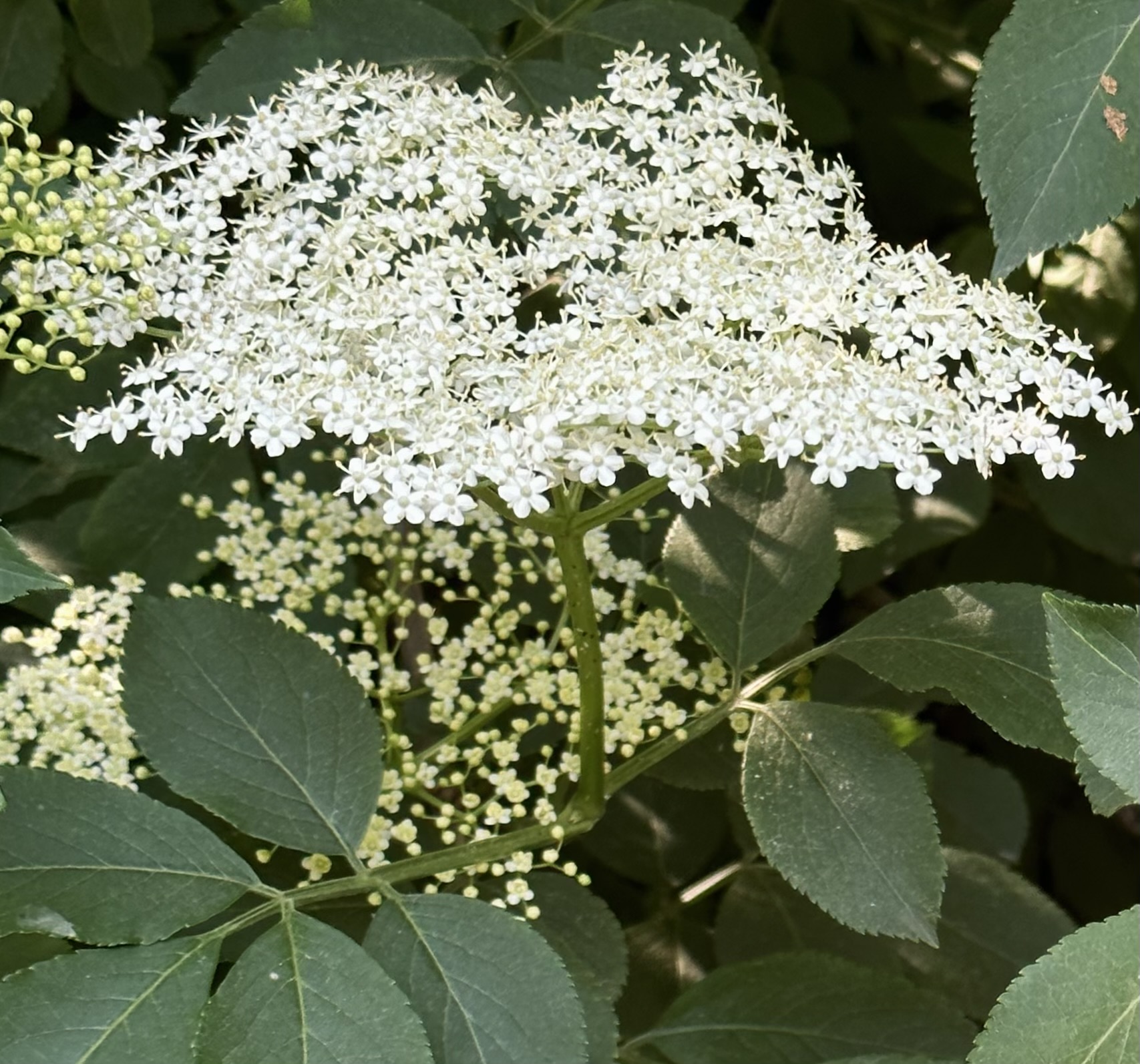 Elderberry seed extract