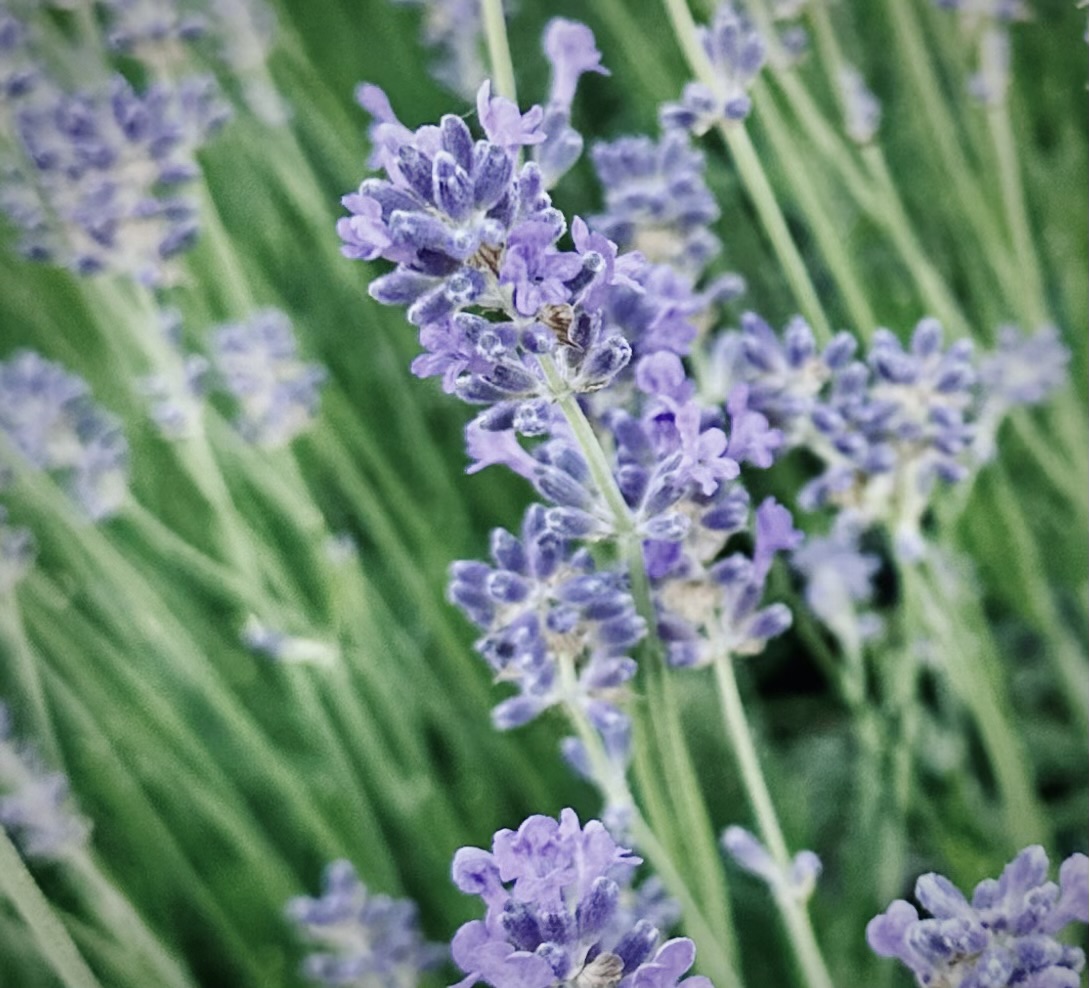 Lavender flower macerate