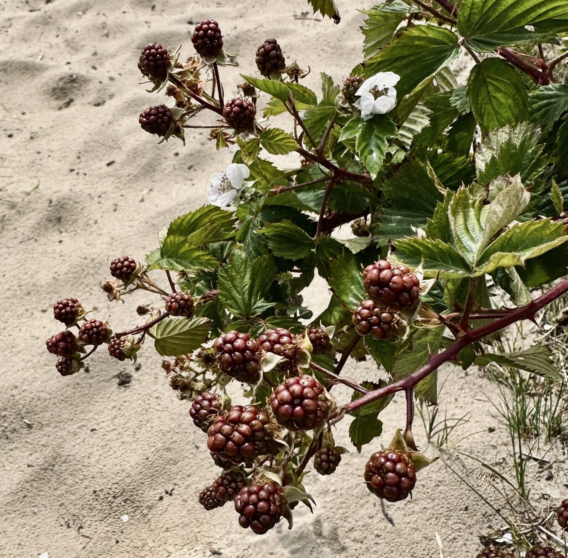 Blackberry