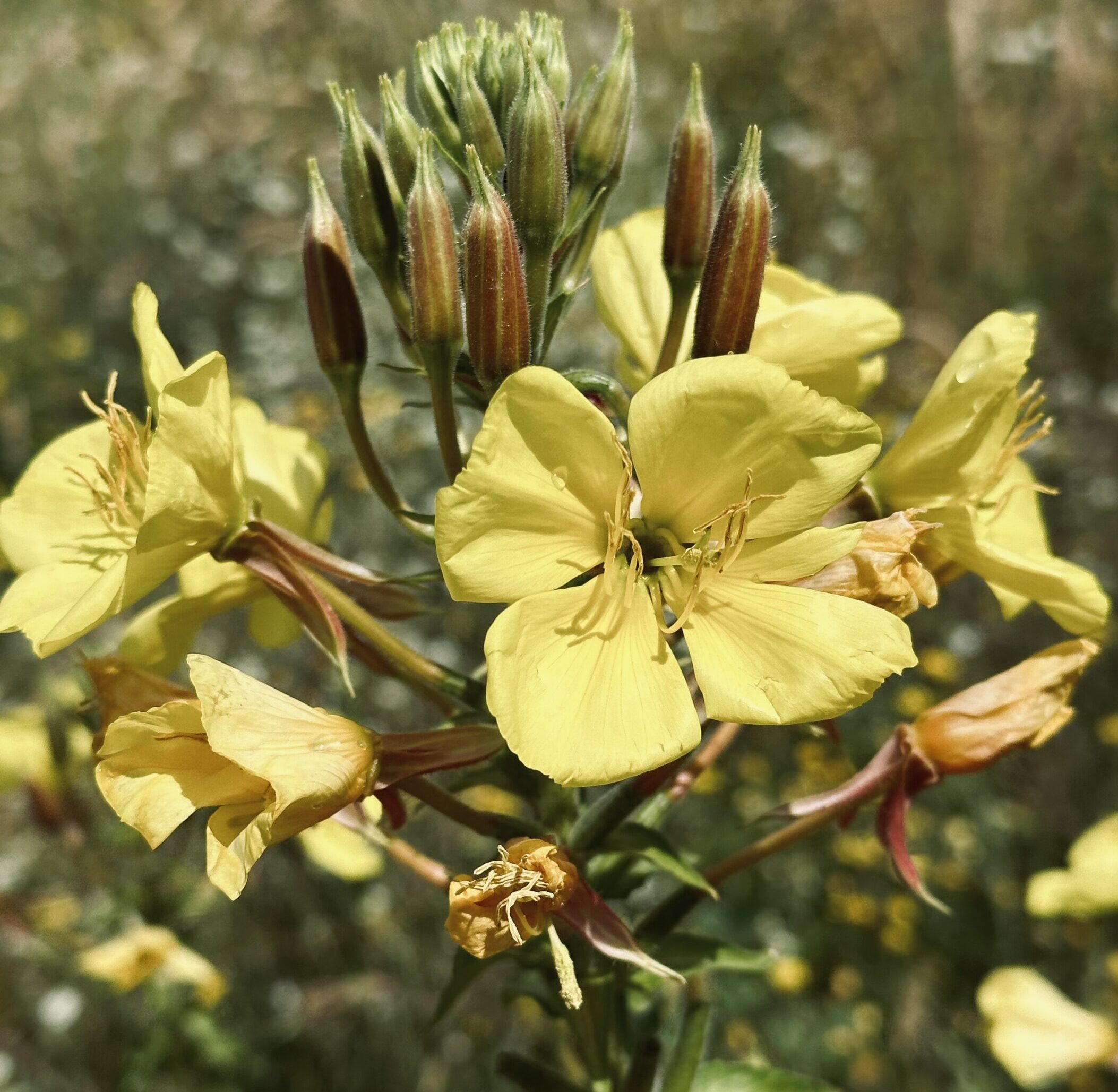 Evening Primrose seed oil