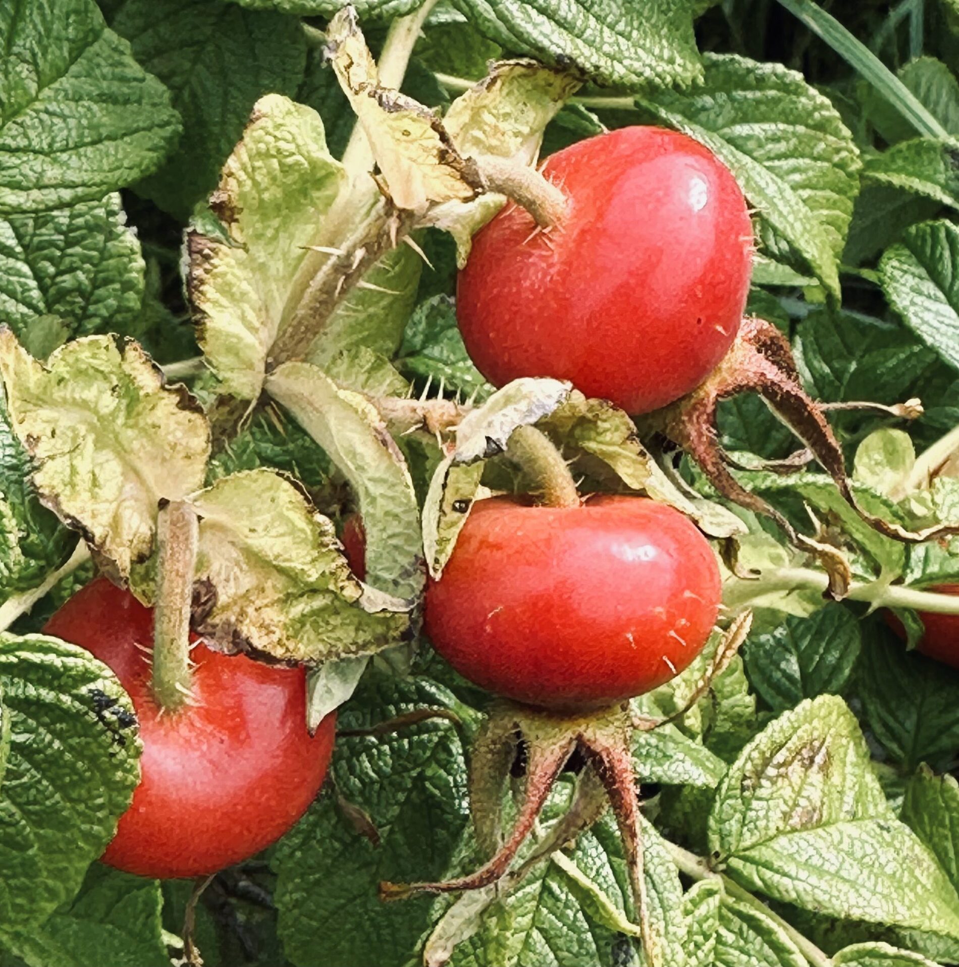 Rosehip seed Co2 extract