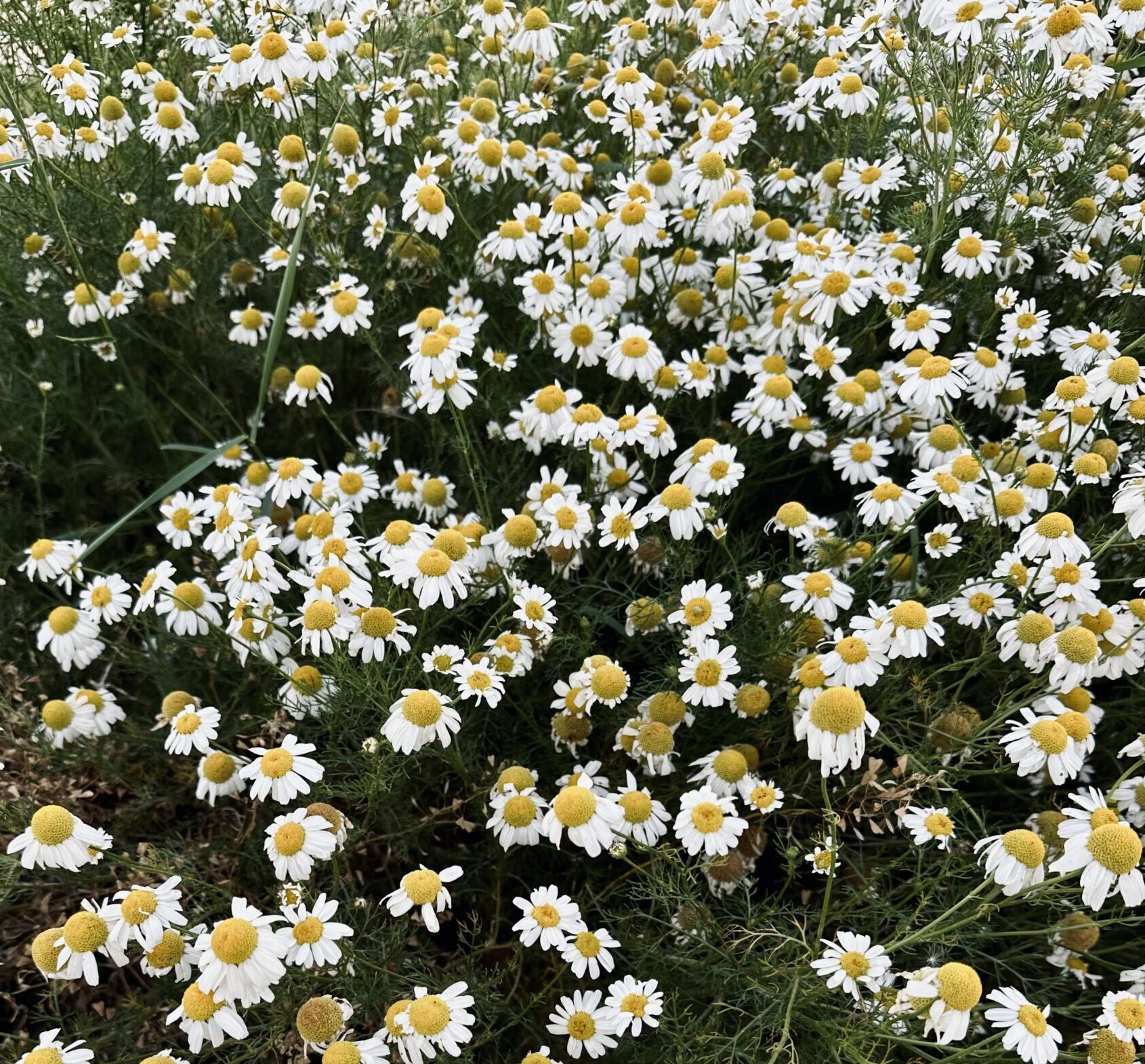 Sea Mayweed