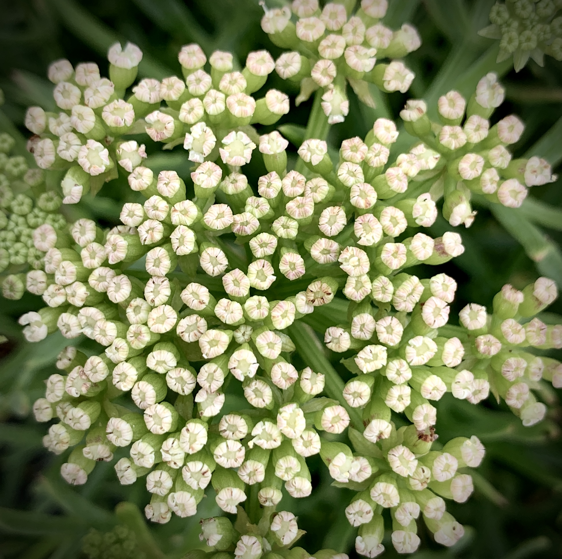 Sea Fennel